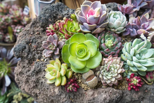 Színes Echeveria elegans és más pozsgás növények csoportja egy sziklán.