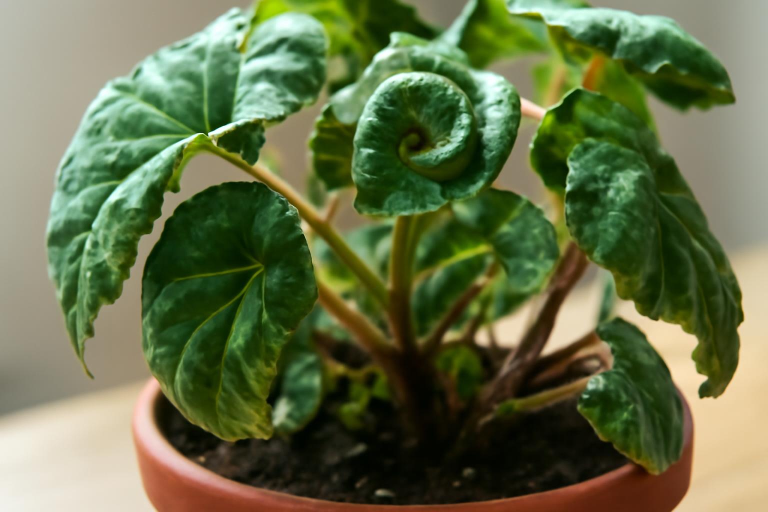 Begonia levelek pöndörödése: gyakori gondozási hibák