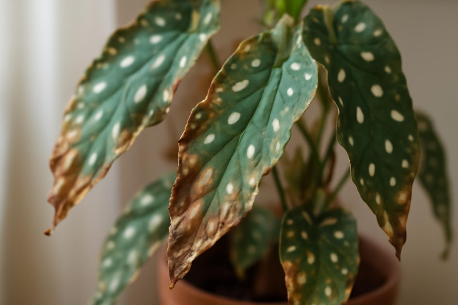 Begonia maculata levelek barnulása: gyakori gondozási hibák
