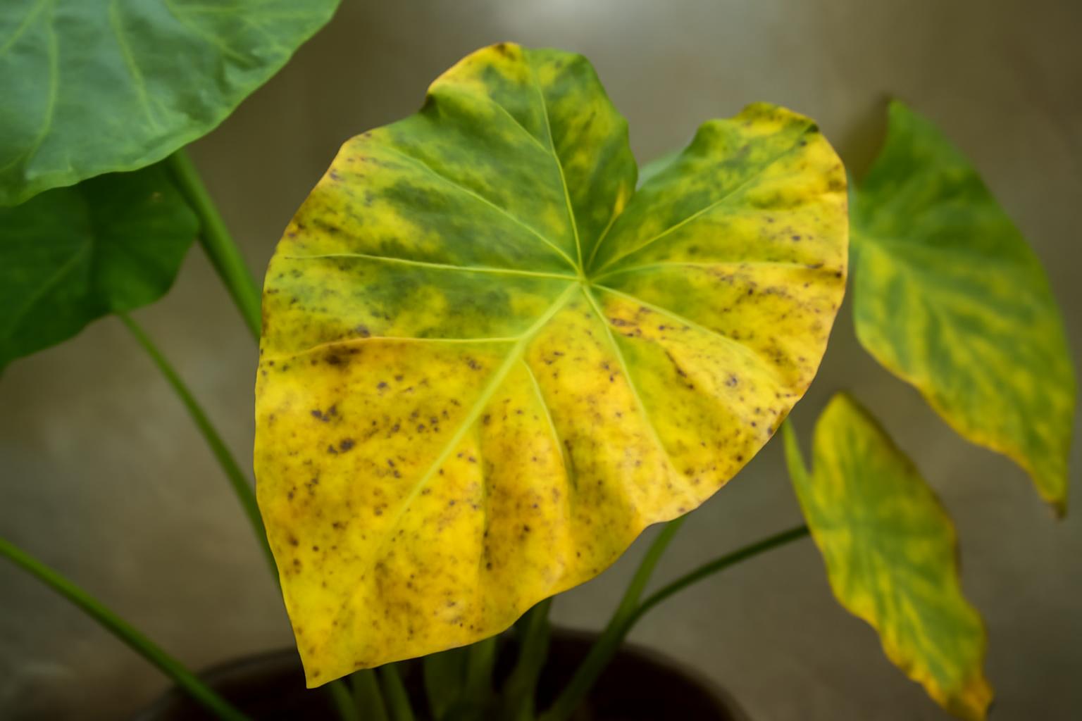 Colocasia levelek sárgulása: gyakori gondozási hibák