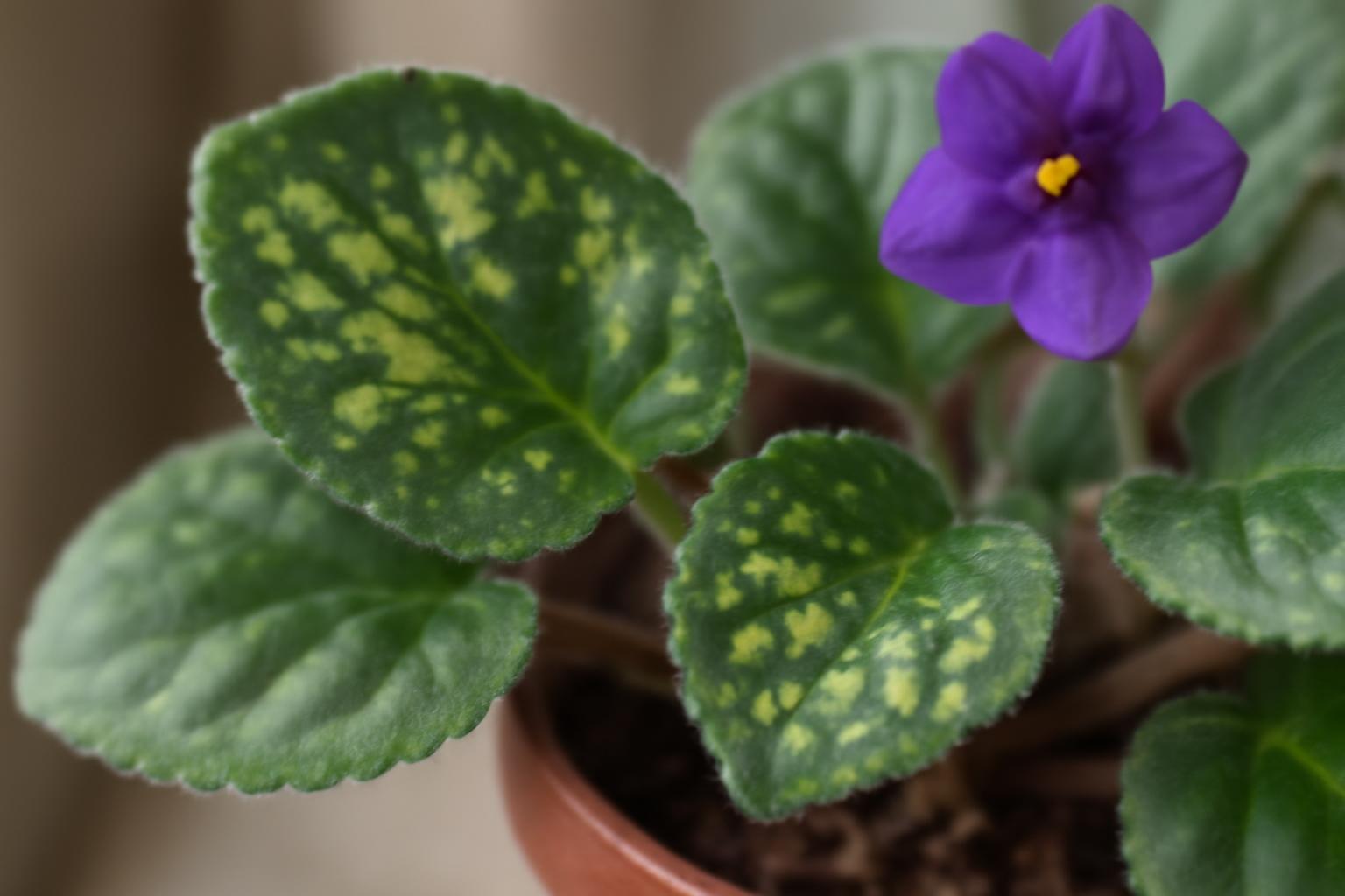 Afrikai ibolya levelek foltosodása: okok és megoldások