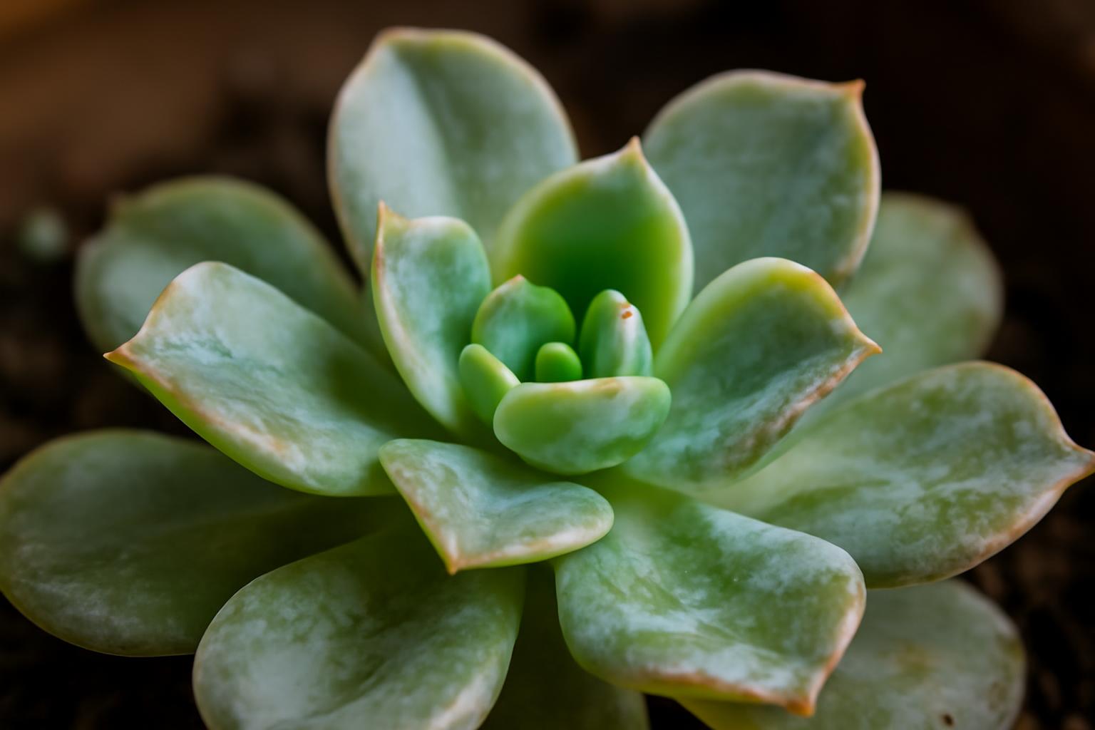 Echeveria növény zöld, puha levelekkel, amelyek a túlöntözés jeleit mutatják.