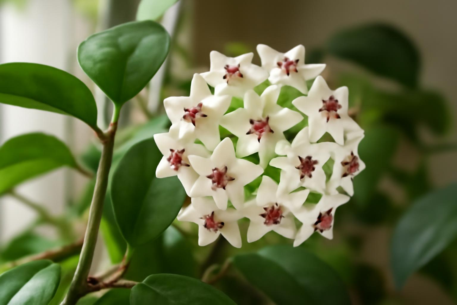 Hoya virágoztatása: hogyan hoz illatos virágokat