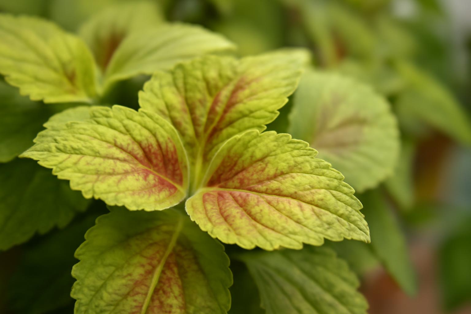Coleus levelek fakulása: fényhiány jelei