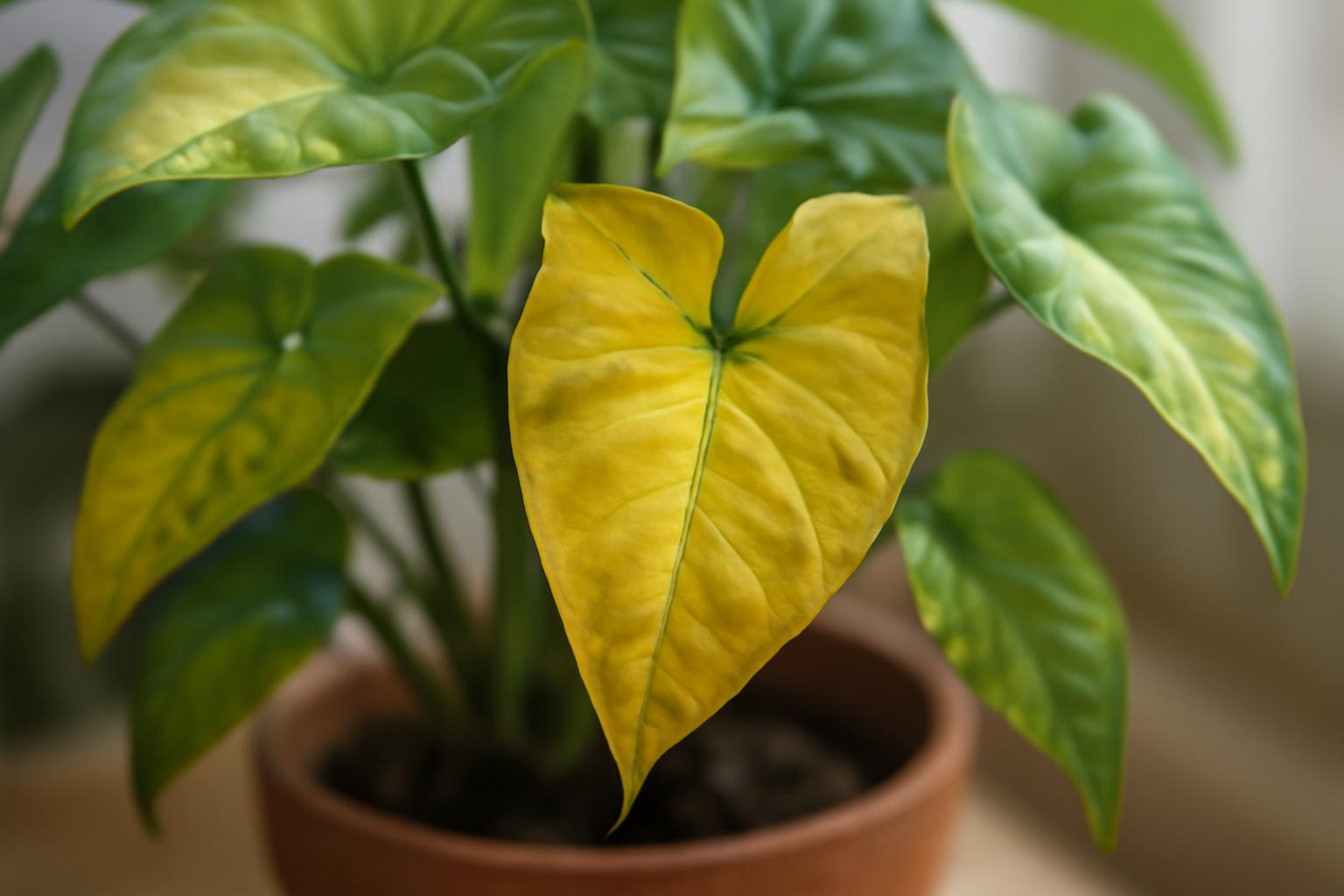 Syngonium levelek sárgulása: öntözési hibák felismerése