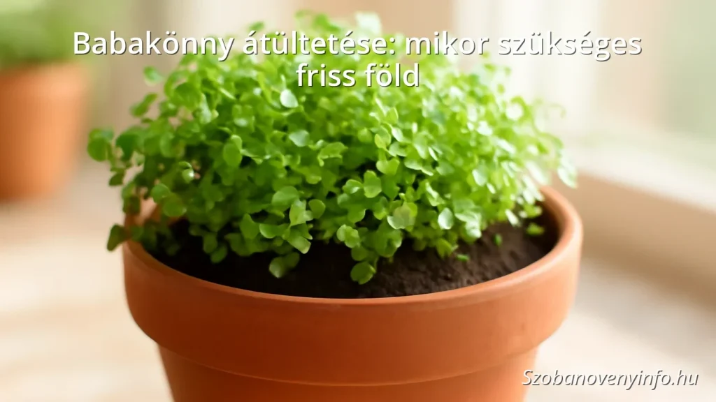 Babakönny növény friss földben, terrakotta cserépben, beltéri környezetben