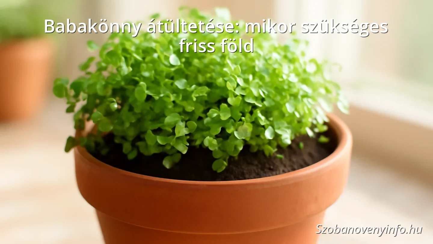 Babakönny növény friss földben, terrakotta cserépben, beltéri környezetben