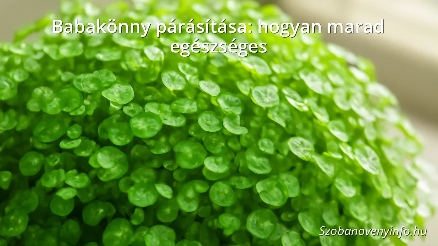 Babakönny növény zöld levelekkel, párás levegőben