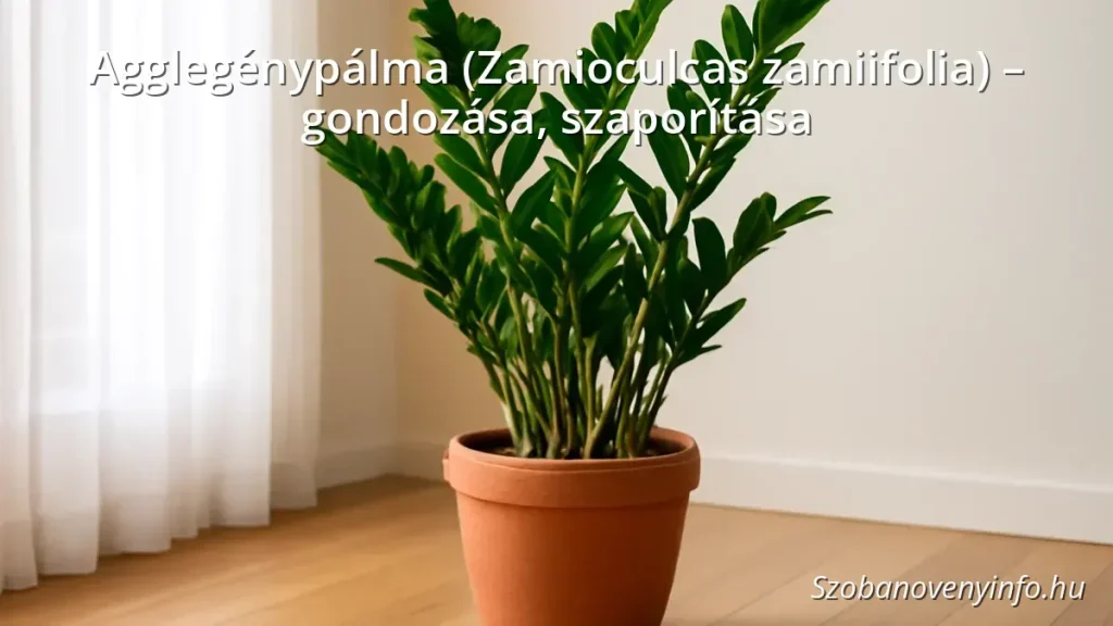 Agglegénypálma (Zamioculcas zamiifolia) egészséges, fényes levelekkel egy modern lakásban