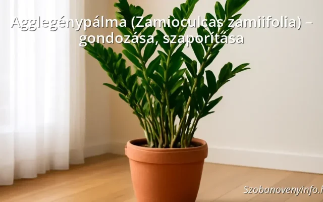 Agglegénypálma (Zamioculcas zamiifolia) egészséges, fényes levelekkel egy modern lakásban