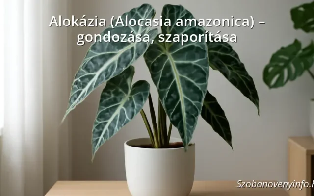 Alokázia (Alocasia amazonica) szobanövény nagy levelekkel