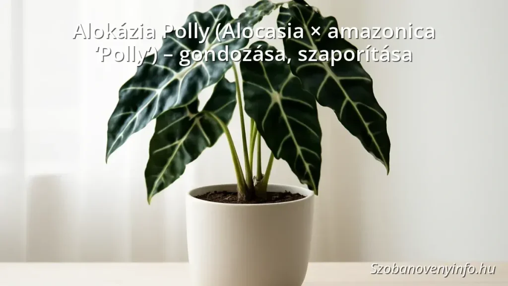 Alokázia Polly szobanövény sötétzöld levelekkel és fehér erezettel egy modern cserépben