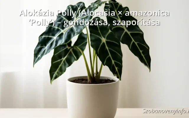Alokázia Polly szobanövény sötétzöld levelekkel és fehér erezettel egy modern cserépben