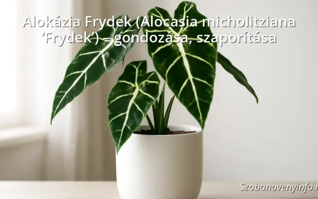 Alokázia Frydek (Alocasia micholitziana ‘Frydek’) – gondozása, szaporítása