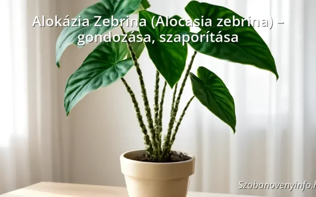 Alokázia Zebrina (Alocasia zebrina) – gondozása, szaporítása