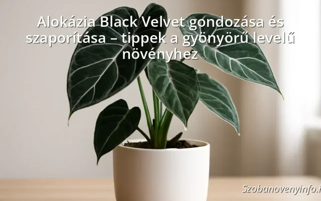 Alokázia Black Velvet gondozása és szaporítása – tippek a gyönyörű levelű növényhez