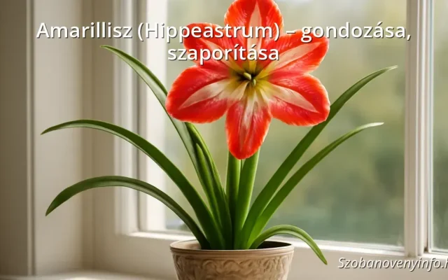 Amarillisz (Hippeastrum) – gondozása, szaporítása