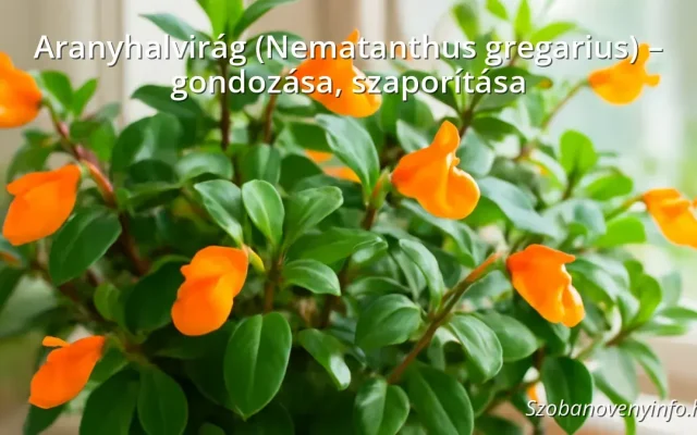 Aranyhalvirág (Nematanthus gregarius) – gondozása, szaporítása