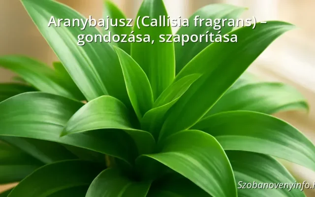 Aranybajusz (Callisia fragrans) – gondozása, szaporítása