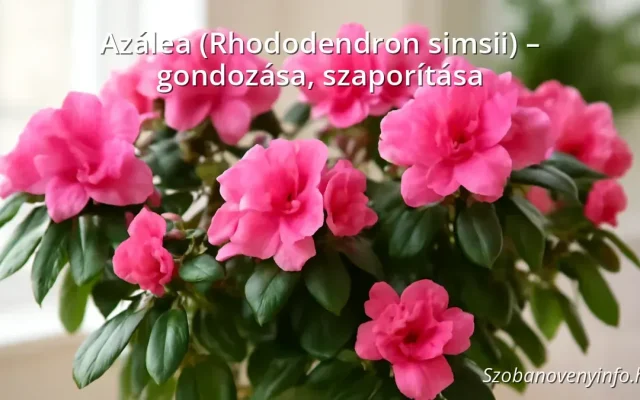 Azálea (Rhododendron simsii) – gondozása, szaporítása