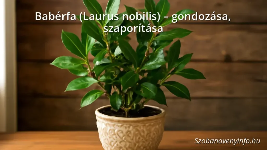Babérfa (Laurus nobilis) egészséges zöld levelekkel egy cserepben