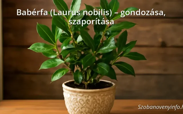 Babérfa (Laurus nobilis) – gondozása, szaporítása
